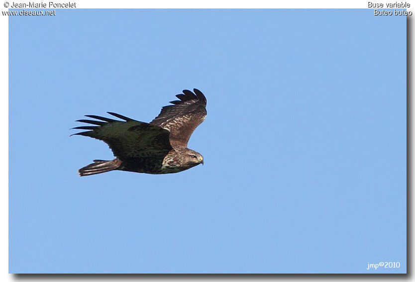 Common Buzzard