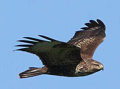 Common Buzzard