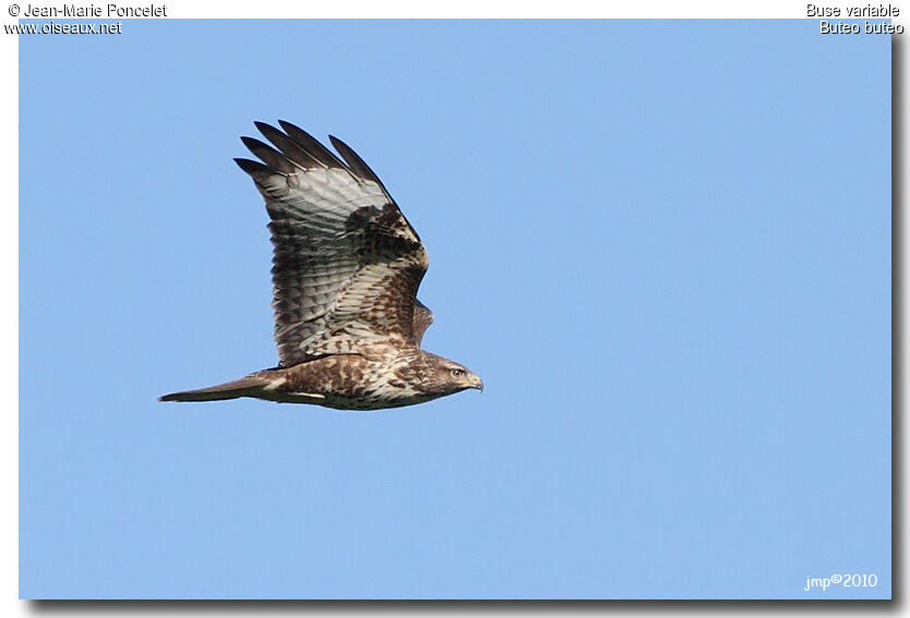 Common Buzzard