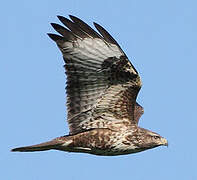 Common Buzzard