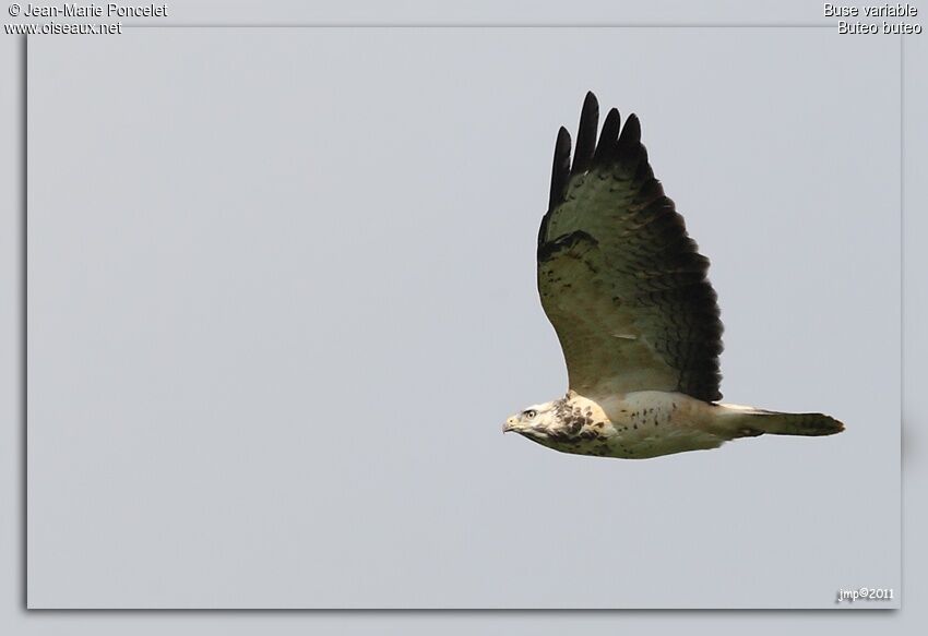 Common Buzzard