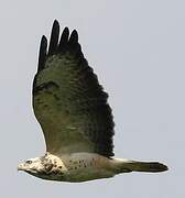 Common Buzzard