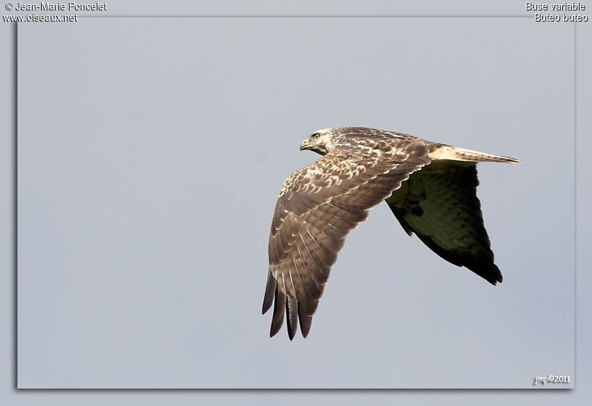 Buse variable