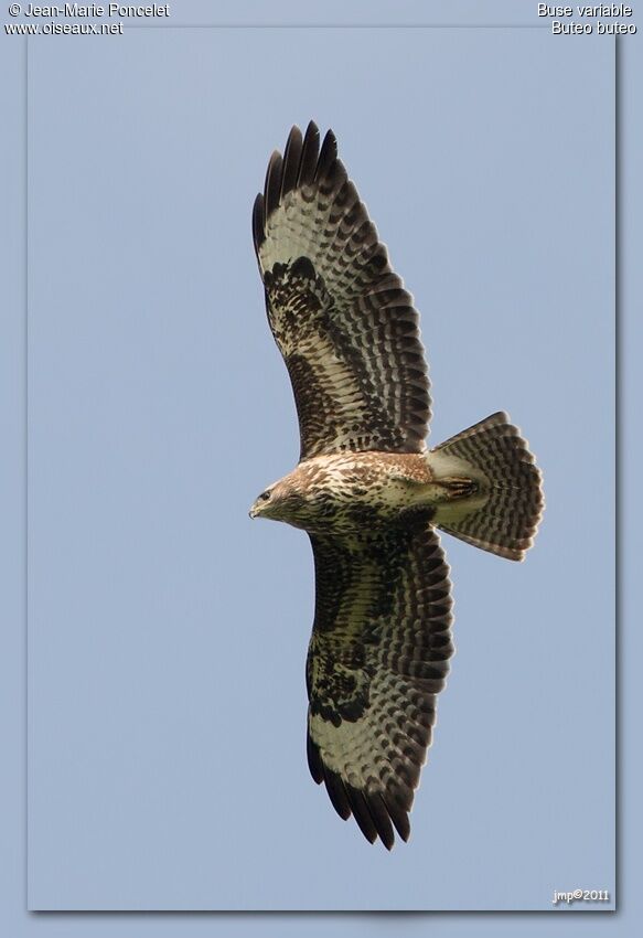 Buse variable