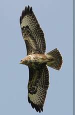 Buse variable