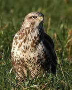 Common Buzzard