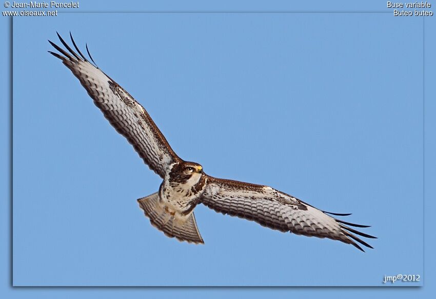 Common Buzzard