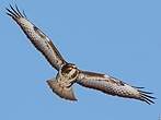 Buse variable