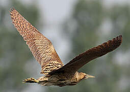 Eurasian Bittern