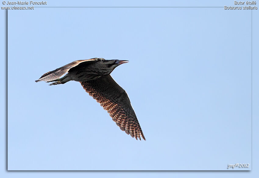 Eurasian Bittern