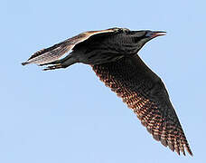 Eurasian Bittern