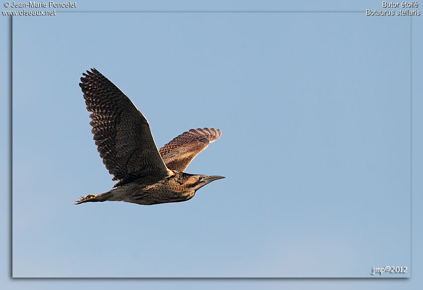 Eurasian Bittern