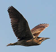 Eurasian Bittern