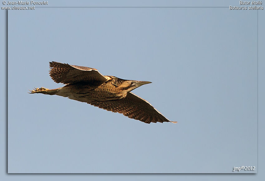 Eurasian Bittern