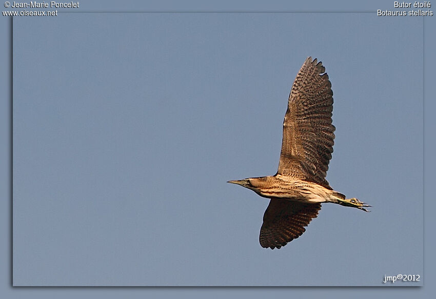 Eurasian Bittern