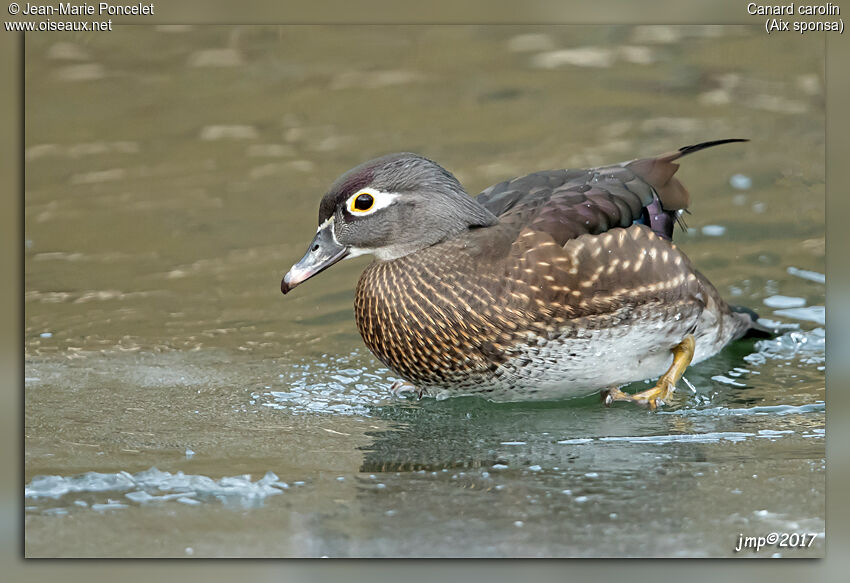 Wood Duck