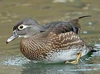 Canard carolin