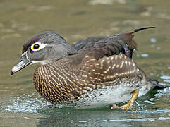 Wood Duck