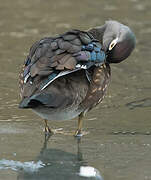 Wood Duck