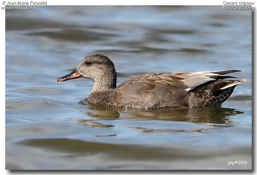 Canard chipeau