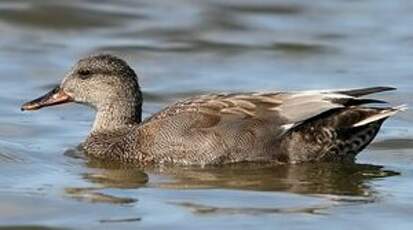 Canard chipeau