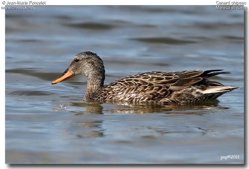 Gadwall