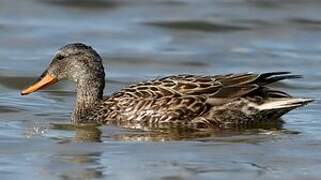 Canard chipeau