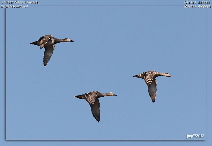 Gadwall