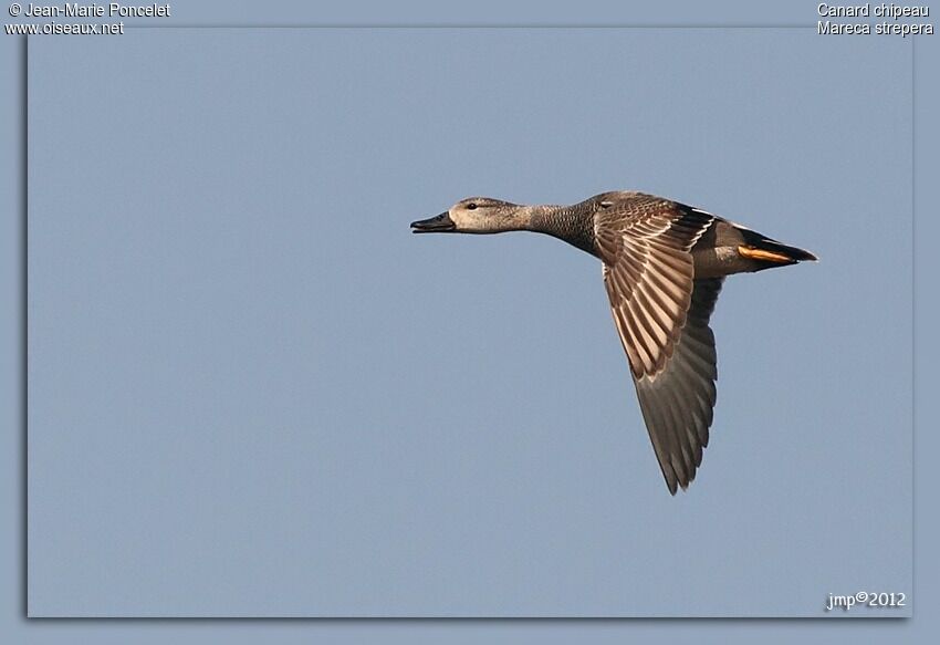 Canard chipeau