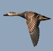 Gadwall