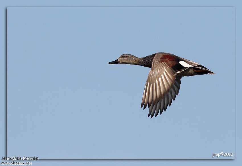 Canard chipeau