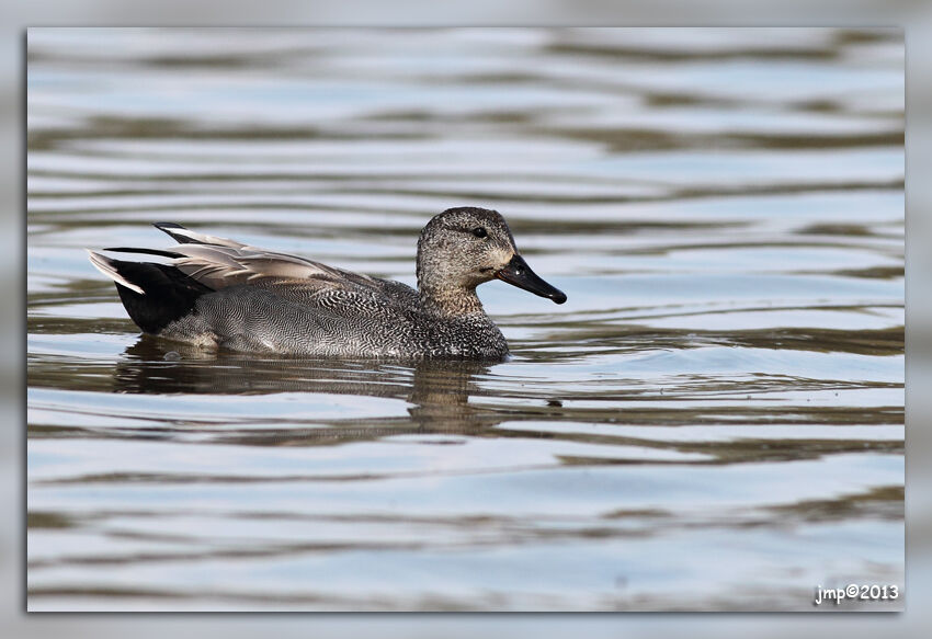 Gadwall male