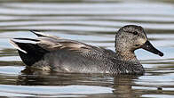 Canard chipeau