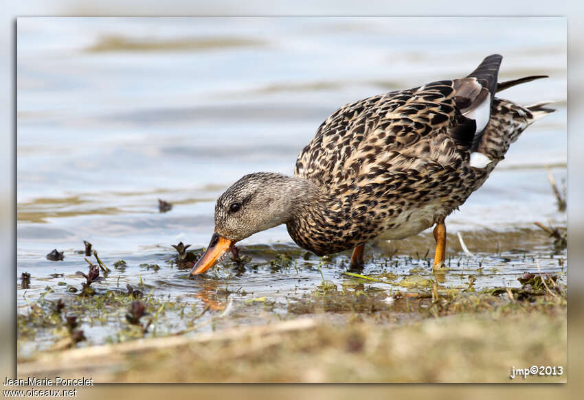 Canard chipeau femelle adulte, mange