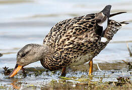 Gadwall