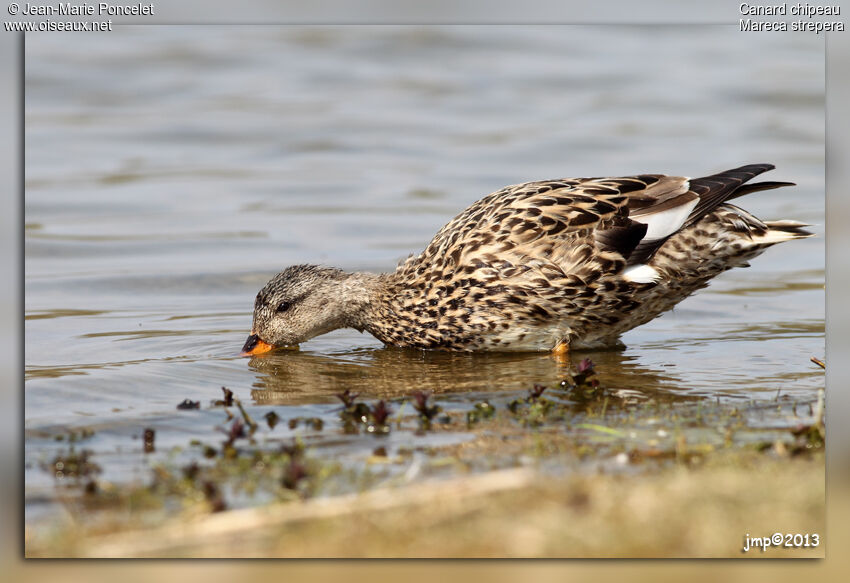 Canard chipeau