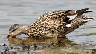 Gadwall