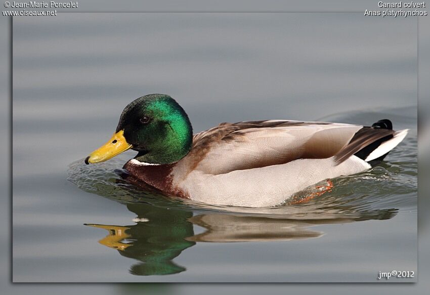 Canard colvert mâle