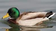 Canard colvert