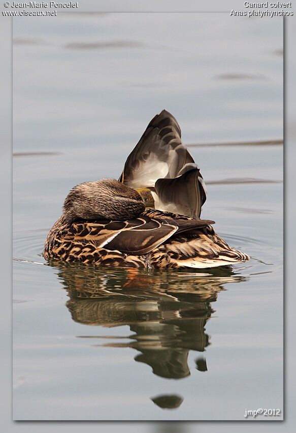 Canard colvert