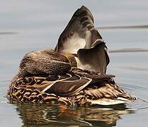 Canard colvert