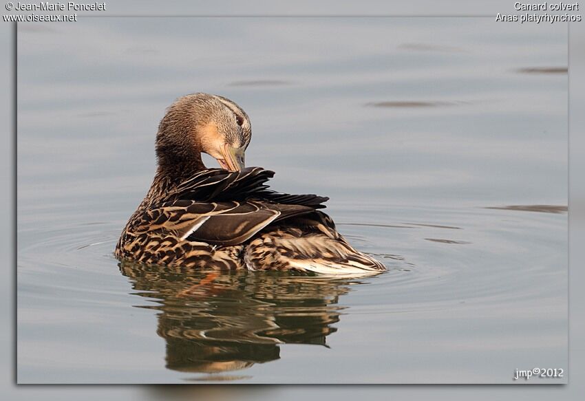 Canard colvert femelle