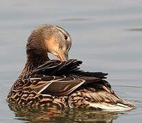 Canard colvert