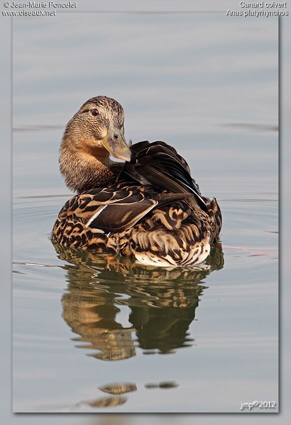 Canard colvert femelle