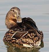 Mallard