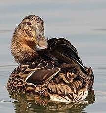 Canard colvert