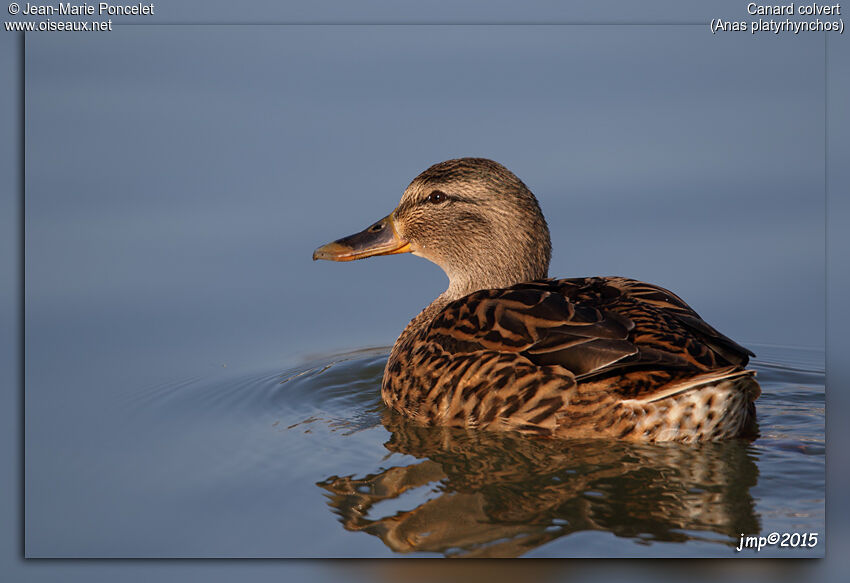 Canard colvert