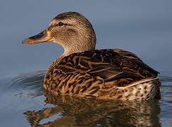 Mallard