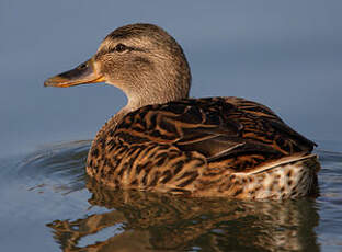 Canard colvert