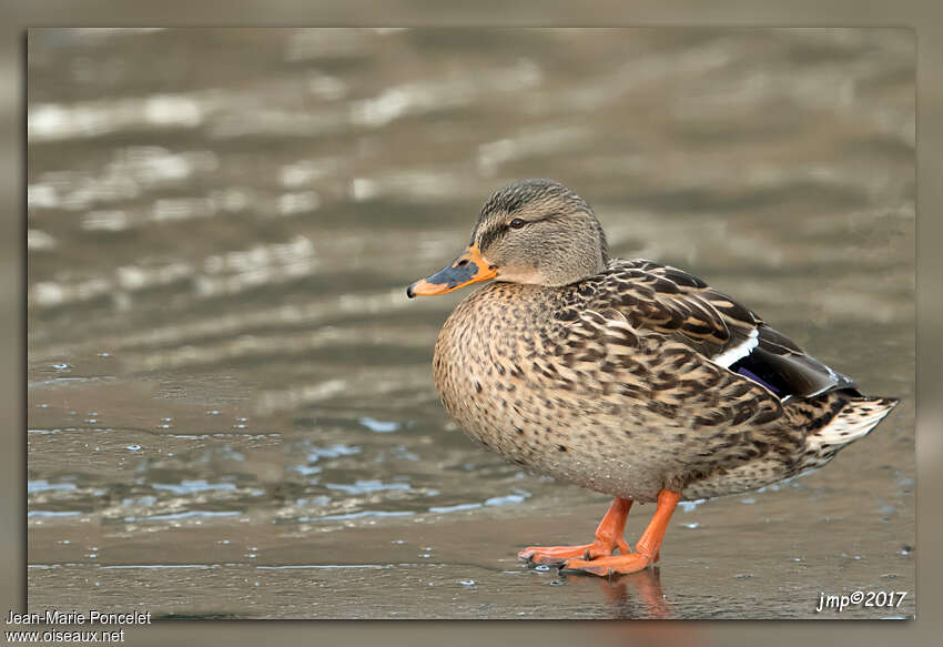 Canard colvert femelle adulte, identification